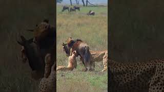 Rare Sighting of Cheetahs Taking Down Wildebeest!🤔#shorts #safari #travel #travelling