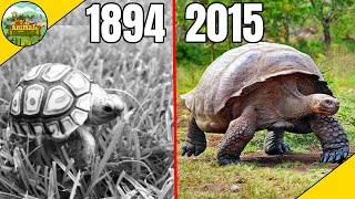 Top 10 Longest Living Animals