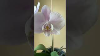 ✅Hermosa Orquídea Phalaenopsis🤩#shorts#phalaenopsisorchids#lilac#flowers#fall#viralvideo