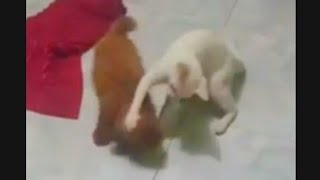 Cat and Dog Funny Fighting Battle | Funniest Cat and Dog 😁😅😂Video 2024