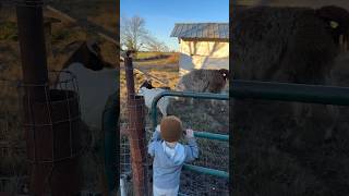 Our llama’s name is Pancake 🥞 😆Waylon saying goodbye at the end ❤️🥹#farmkid #petgoats #llama