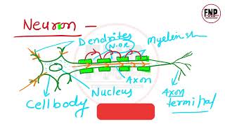 nervous system