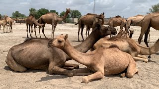 إن أهل الصحراء يحبون الجمل بقدر ما يحب الجمل نفسه