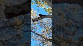 2-20-24 Pileated Woodpecker