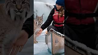 A mother Canadian lynx seeks help from a female sailor to rescue her kittens trapped in a net.