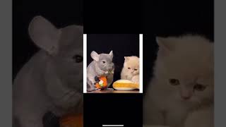 Mouse&cat kissing#animalsvideo #short