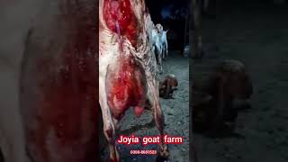 Goat birth a baby | بکری نے بچے دیئے | #shorts