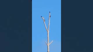 Starlings and Flickers on top of an old tree. #nature #birds