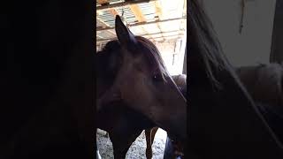 how horses eat WATERMELON🍉🍉🍉 #reaction #animals #shorts #shortvideo #horse