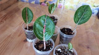 аглаонемы/пеньки аглаонем ч. 3/новые сорта#аглаонема #аглаонемы #plants #aglaonema #обзор #цветы