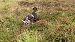 GSP with Grouse 2019