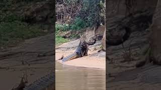 Jaguar vs Crocodile- Did you know that Jaguar eat Crocodiles? #cornivore# nature# shorts#