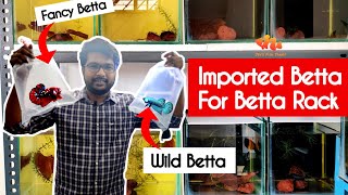 Unboxing New Imported Wild & Fancy Betta for Our Betta Rack - Tamil || Jey's Fish Tanks