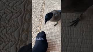 #birds #video✨️  #youtubeshorts #youtube #ytshorts #shorts #short #viral #viralvideo #ytshort 🌺✨️