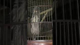 TELAH DITEMUKAN BURUNG PALING SERAM DI DUNIA #burungpocong #burunghantu #crestedeagle #elangularbido