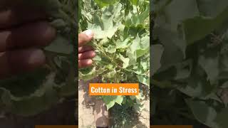 Cotton in Stress Condition #shahidagrarian