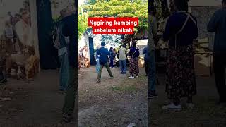 Acara nikah bareng gayeng di kandang kambing