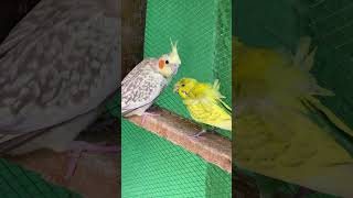 Drama 🎭 Cockatiel and budgie #parrot #cockatoos #animal #bird #funny #lorikeet #cockatiel #shorts