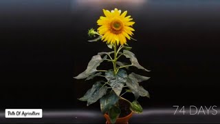 Plant Growing Time Lapse Video | Sunflower Timelapse | Plant Growing From Seeds Timelapse #plants