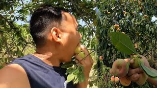 Nepali Fruits Peach 🍑आरू खाइयो 2081 सालको|CG Khani vist Gariyo यस्तो देखियो😳 ||@garamjavlog EP:295||