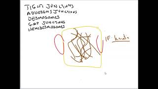 Cell Junctions - Review of Five Types