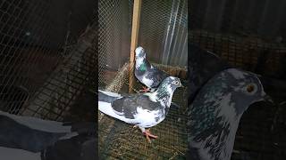 Cute pigeon pair