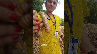 పసుపు సాగులో ఎకరాకు 40 క్వింటాళ్లు|#fruits #farming #oilpalmfarmers #shotrs #chillicrop #vigneshtv