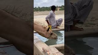 وكان المالك حاضراً أيضاً بينما كان الجمل يشرب الماء عند البئر #camel #animals #camellife #desert