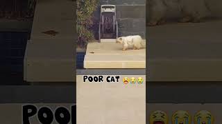 I feel sad about this cat #shortvideo #catsvideo #shorts