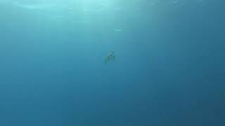 Turtle Swimming to the Surface - Half Moon Caye Wall Dive