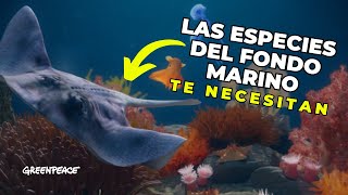 Una Amenaza Silenciosa para Nuestros Océanos 🌊❌