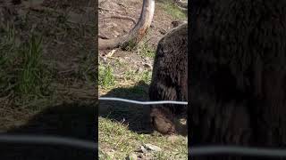 Did you see sexy Grinder and Coola? So beautiful 😻 beautiful 😍 ❤️ Canada Grouse Mountain #canada