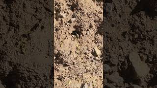 Ants bringing mesquite leaves back to the colony. #ant #ants #insects #arizona