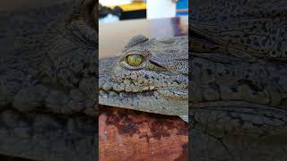 catching big American crocodiles #crocodileconservation #wildlife #crocodile