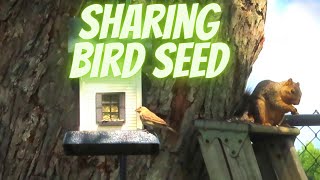 Cute Squirrel Sharing Birdfood with a Bird Friend