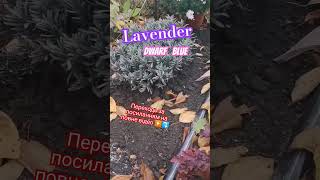 Вітаю ПІДПИШИСЬ SUBSCRIBE #lavendercherthala #lavenderflower #gardening