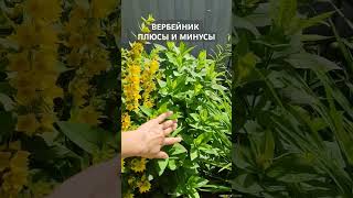 Вербейник точечный плюсы и минусы