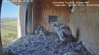 FalconCam Project 05.11.2024 09:16