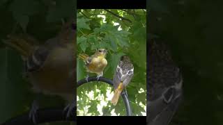 BALTIMORE ORIOLES FEEDING FLEDGLING (BABY)