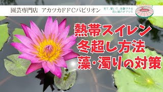 熱帯スイレンのお悩み解決【園芸専門店アカツカFFCパビリオン】