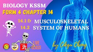 14.1 & 14.2 Musculoskeletal System of Humans