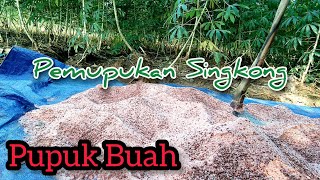 Tanaman Singkong Bertumbuh Subur, Saatnya Fokus Pupuk Buah