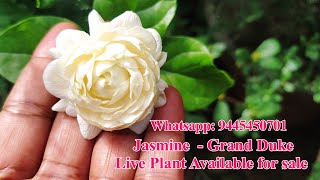 Jasmine Grand Duke of Tuscany LivePlant Available - Whatsapp : 9445450701