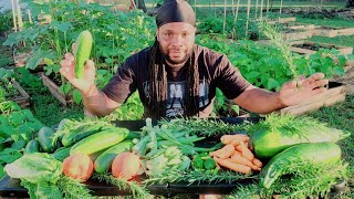 BackYard Garden Harvest This is What I Harvested Today