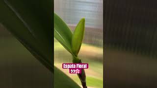 ✅ESPATA FLORAL DE CATLEYA🌸#shorts#cattleya#orchid#flowerbud#fall#floer#viralvideo