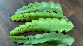 American Beauty Dragon Fruit Cuttings