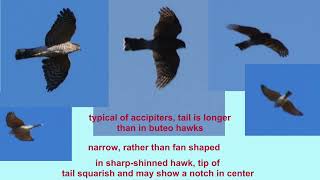 sharp shinned hawks