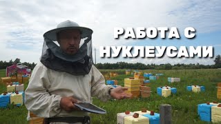 Работа с нуклеусами