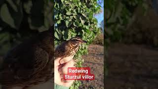 Sturzul viilor - Turdus iliacus - Redwing #birdsofmoldova #wildlife #migratorybirds #moldova