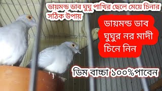 ডায়মন্ড ডাব ঘুঘু পাখির ছেলে মেয়ে চিনার উপায়। Diamond Dave Male Female Identification #ঘুঘু_পাখি